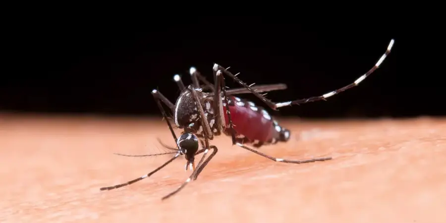 2-EL-MOSQUITO