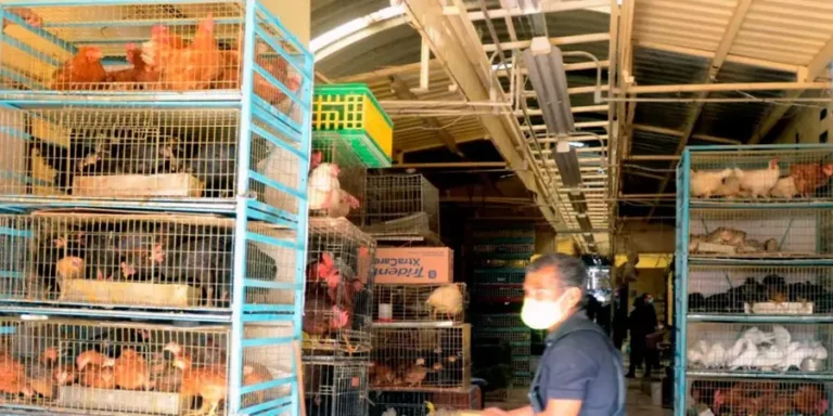 Animales-mercado-de-Sonora