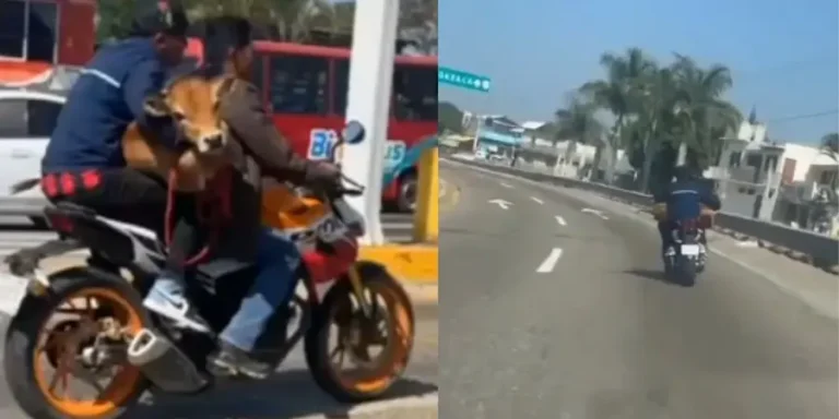 Becerro-en-moto