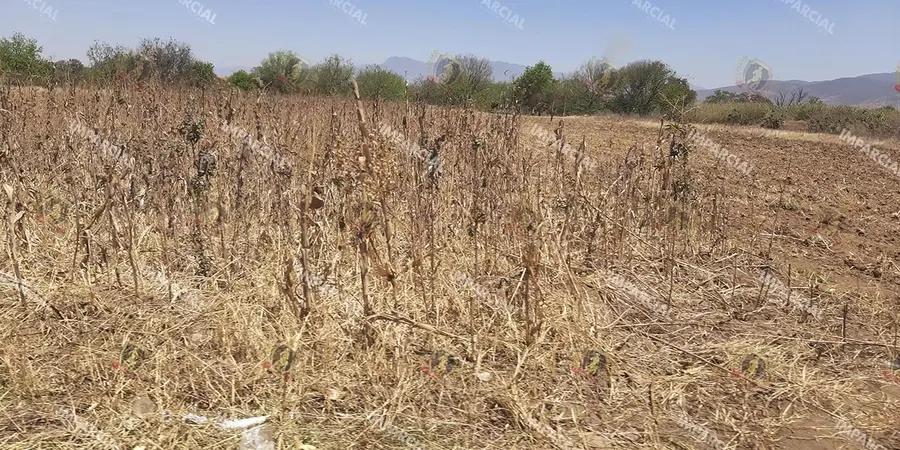 Cambios-climaticos-y-falta-de-apoyo-al-campo-tiran-la-produccion-de-maiz_-4