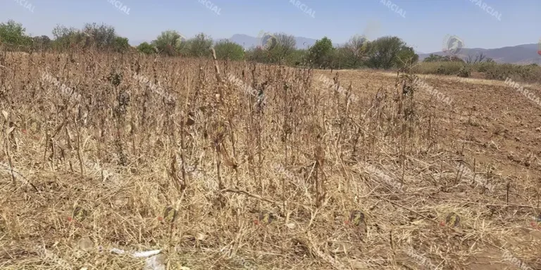 Cambios-climaticos-y-falta-de-apoyo-al-campo-tiran-la-produccion-de-maiz_-6