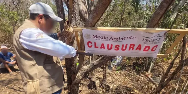 Clausura-de-Profepa-en-un-predio-de-la-Costa-sujeto-a-tala-ilegal