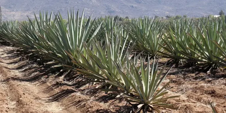 El-maguey-copia-2