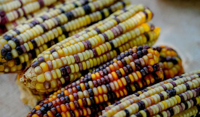 FERIA-DEL-MAIZ-EN-LOS-PINOS-REUNE-SABERES-SEMILLAS-Y-CULTURA-ALIMENTARIA-EN-LOS-PINOS