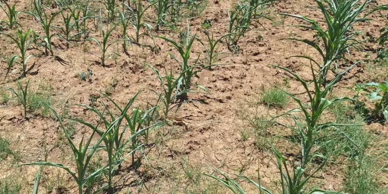 Fenomeno-El-Nino-2