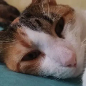 Gatos-2