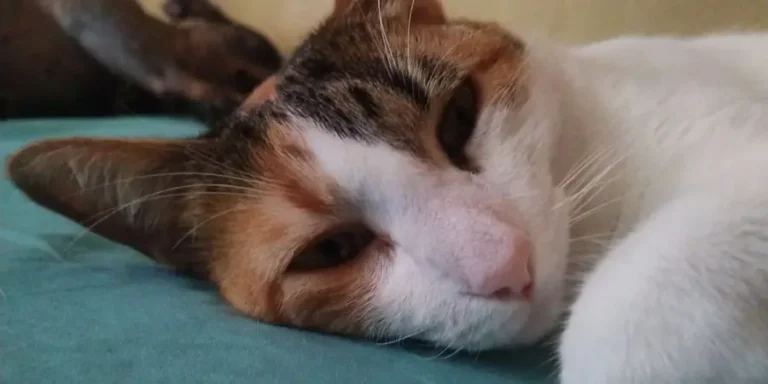 Gatos-2