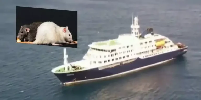 Hantavirus