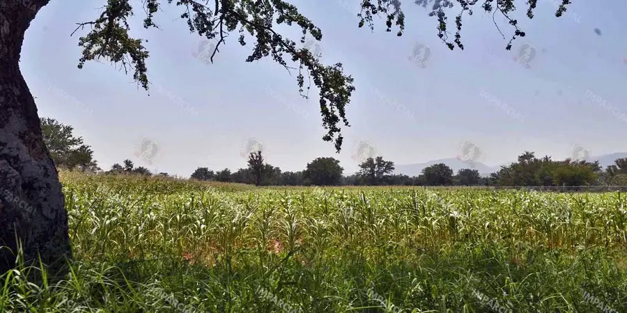 La-produccion-agricola-actividad-estrategica-para-los-oaxaquenos-1