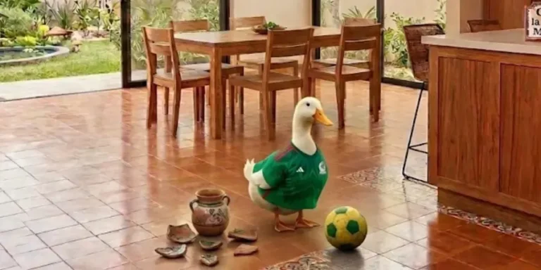 PATO