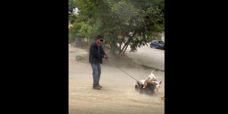 PERRO1