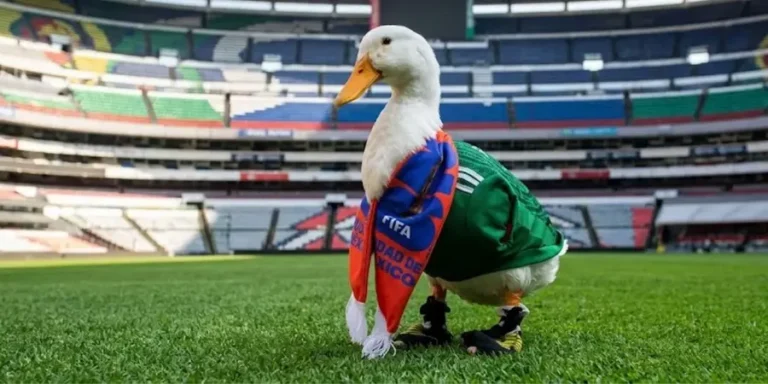 Pato-Merlin-Impi