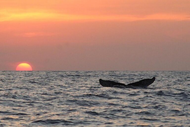 Puerto-Angel-sera-sede-de-la-primera-edicion-del-Ballena-Fest-2025-2