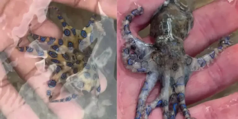 Pulpo-peligroso