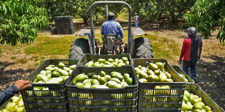 Solo-con-estabilidad-social-habria-mejores-condiciones-para-exportacion-y-comercializacion-de-mango-1