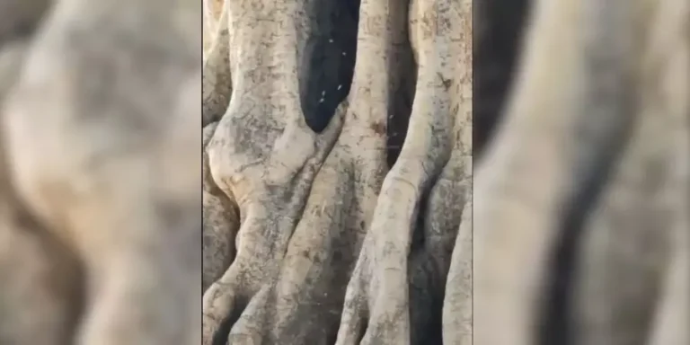 aabaejas1