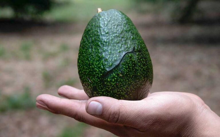 aguacates-mexico-sader-agricultura-2-04022026