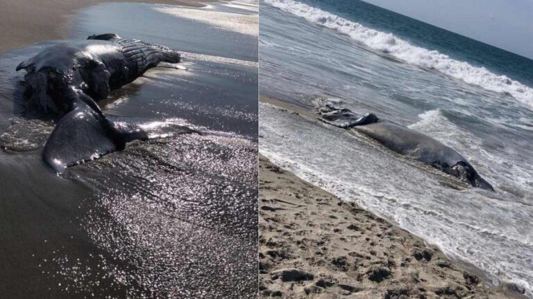 ballena