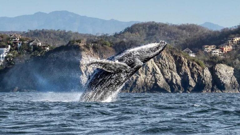 ballenas-1-1200