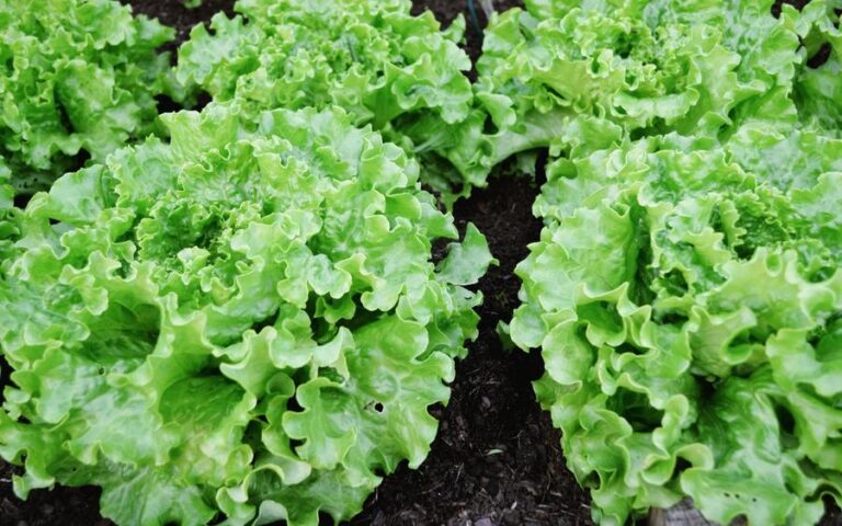 brote-ciclosporiasis-estados-ee-uu-lechuga-mexico-05082026