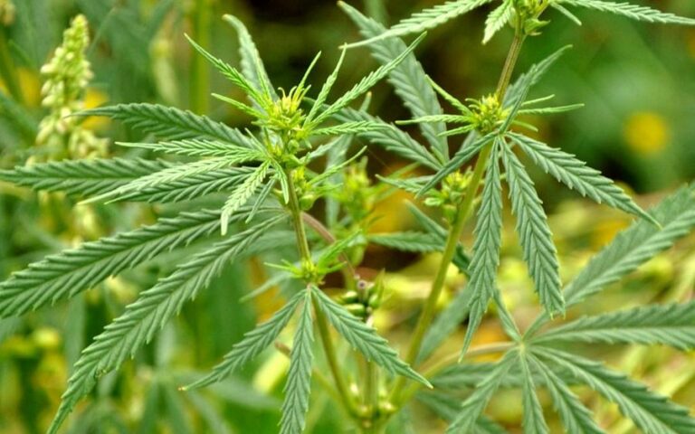 invernadero-marihuana-cdmx-familia-michoacana-droga-operativo-140925-1