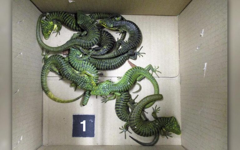 japon-mexicano-lagarto-efe-12082026
