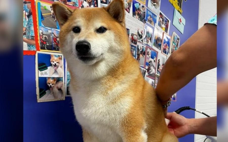 malas-noticias-empeora-salud-cheems-perrito-famoso-memes-cancer-5-27072023
