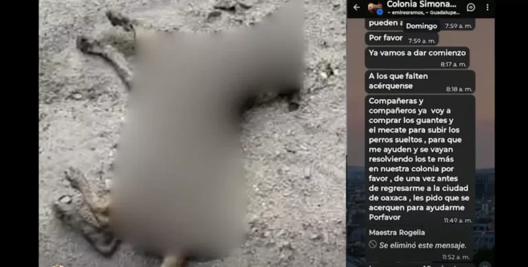 perritos