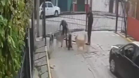 Redes exigen justicia tras presunto ataque de pitbull que dejó grave a una perrita