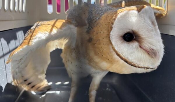 Cuatro especies recuperan la libertad: tecolote, lechuza, coyote y oso hormiguero