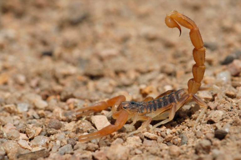 salud-alacran-scaled-1